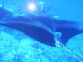 AMaldives 2022 Mantas PN110987