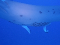 AMaldives 2022 Mantas PN110995