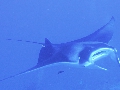 AMaldives 2022 Mantas PN110998