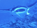 AMaldives 2022 Mantas PN110999