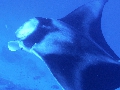 AMaldives 2022 Mantas PN111007