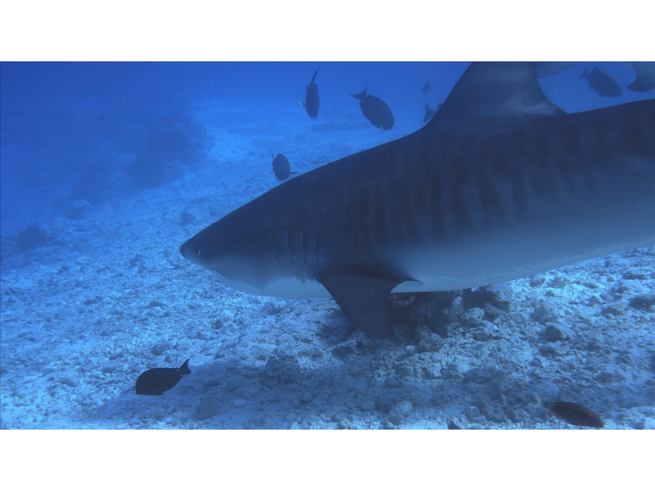 AMaldives 2022 Maldives Tiger Shark 2022PN100869