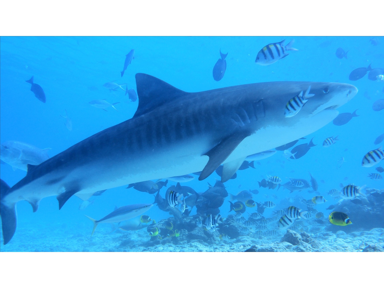 AMaldives 2022 Maldives Tiger Shark 2022PN100880