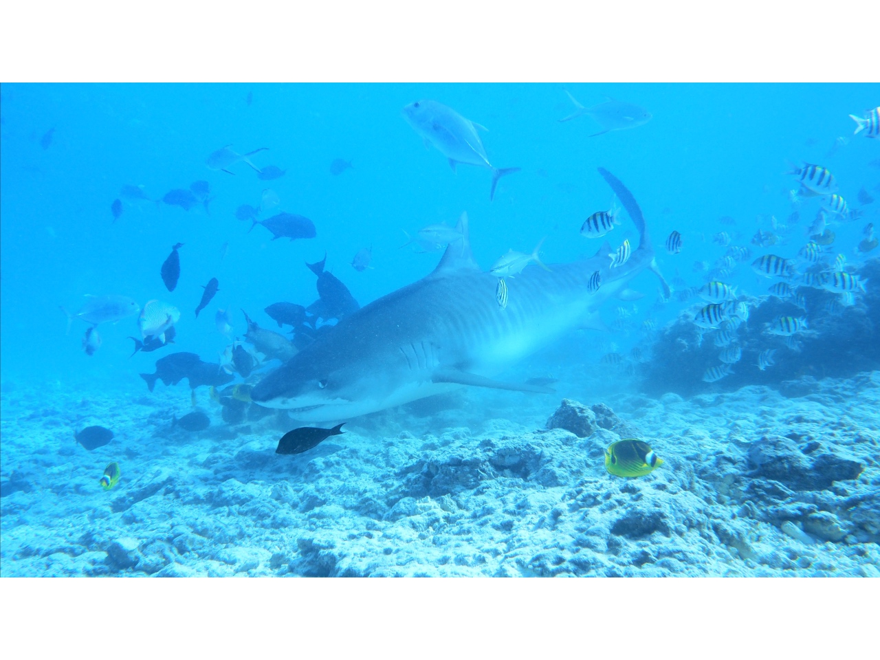 AMaldives 2022 Maldives Tiger Shark 2022PN100889