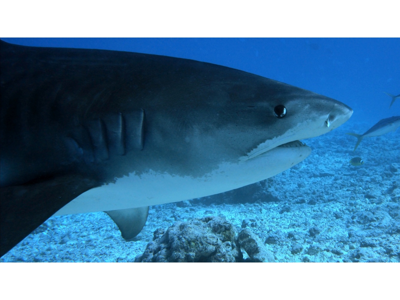 AMaldives 2022 Maldives Tiger Shark 2022PN100893