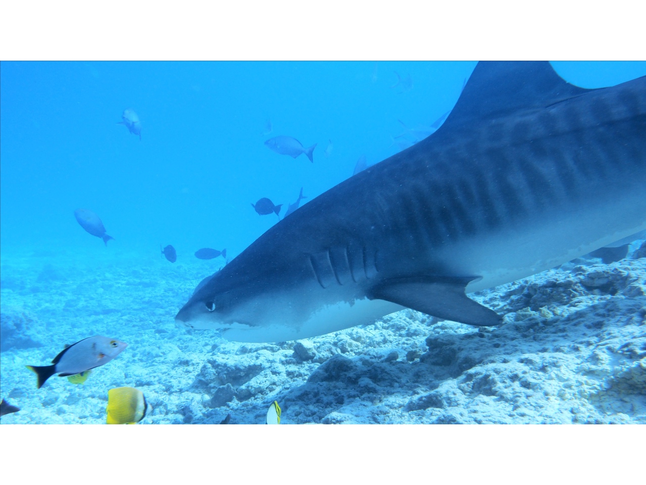 AMaldives 2022 Maldives Tiger Shark 2022PN100895