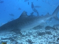 AMaldives 2022 Maldives Tiger Shark 2022PN100866