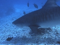 AMaldives 2022 Maldives Tiger Shark 2022PN100869