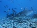 AMaldives 2022 Maldives Tiger Shark 2022PN100875