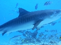 AMaldives 2022 Maldives Tiger Shark 2022PN100880