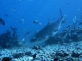 AMaldives 2022 Maldives Tiger Shark 2022PN100887