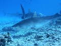 AMaldives 2022 Maldives Tiger Shark 2022PN100892