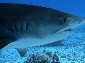 AMaldives 2022 Maldives Tiger Shark 2022PN100893