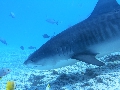 AMaldives 2022 Maldives Tiger Shark 2022PN100895