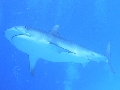 AMaldives 2022 Maldives Tiger Shark 2022PN100907