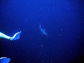 IMG_0146 (1)