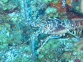 IMG_0663