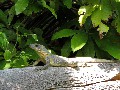 IMG_0237