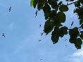 IMG_0259