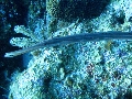 IMG_0359