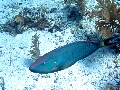 IMG_0379