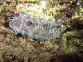 IMG_6599