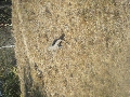 DSCF8038