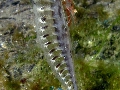 IMG_6767 (1)