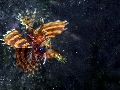 IMG_6781 (1)