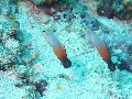 IMG_7009