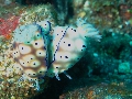 IMG_6253 (1)