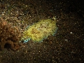 IMG_6285 (1)