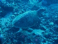 IMG_5931