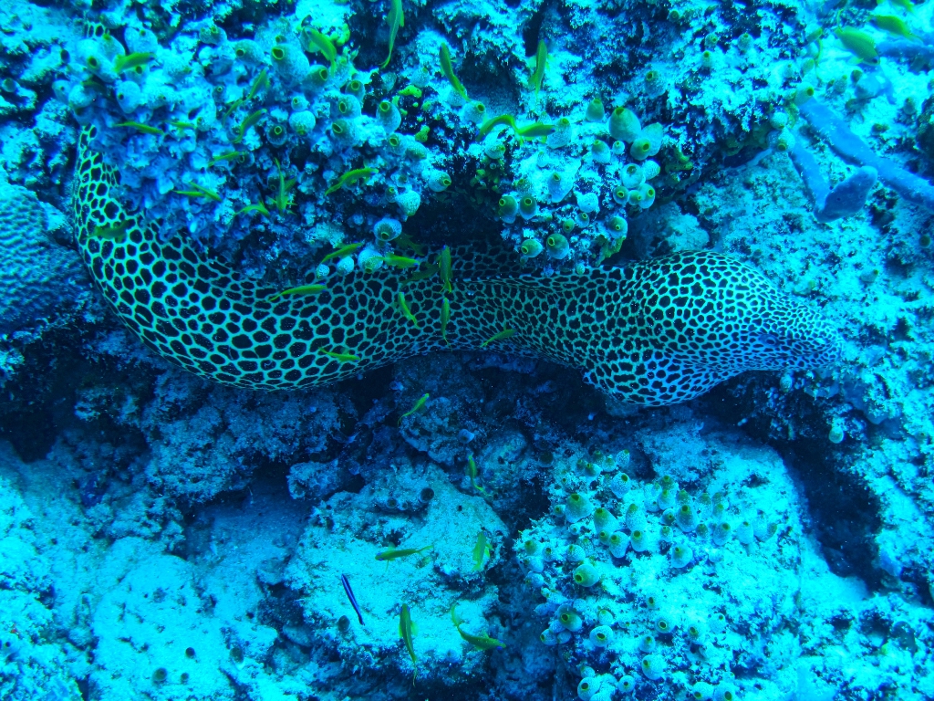 2013 Maldives Dives Web-IMG_4585