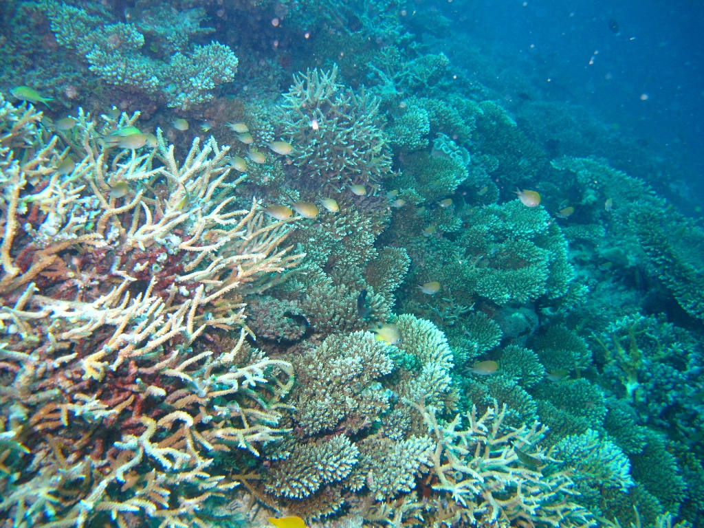 2013 Maldives Dives Web-IMG_4657