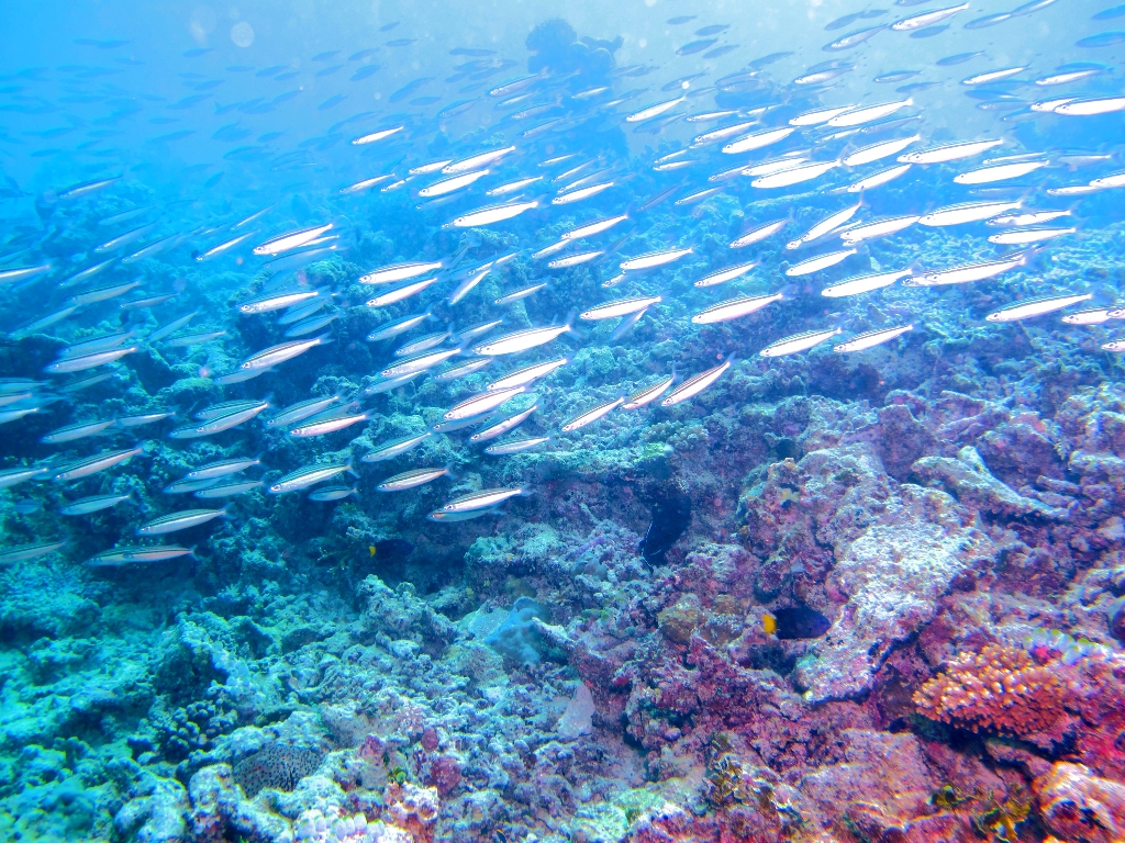 2013 Maldives Dives Web-IMG_4783