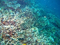 2013 Maldives Dives Web-IMG_4657