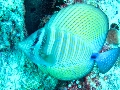 2013 Maldives Dives Web-IMG_4695