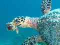 2013 Maldives Dives Web-IMG_4786