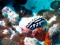 2013 Maldives Dives Web-IMG_4796
