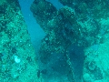 2013 Maldives Dives Web-IMG_4819