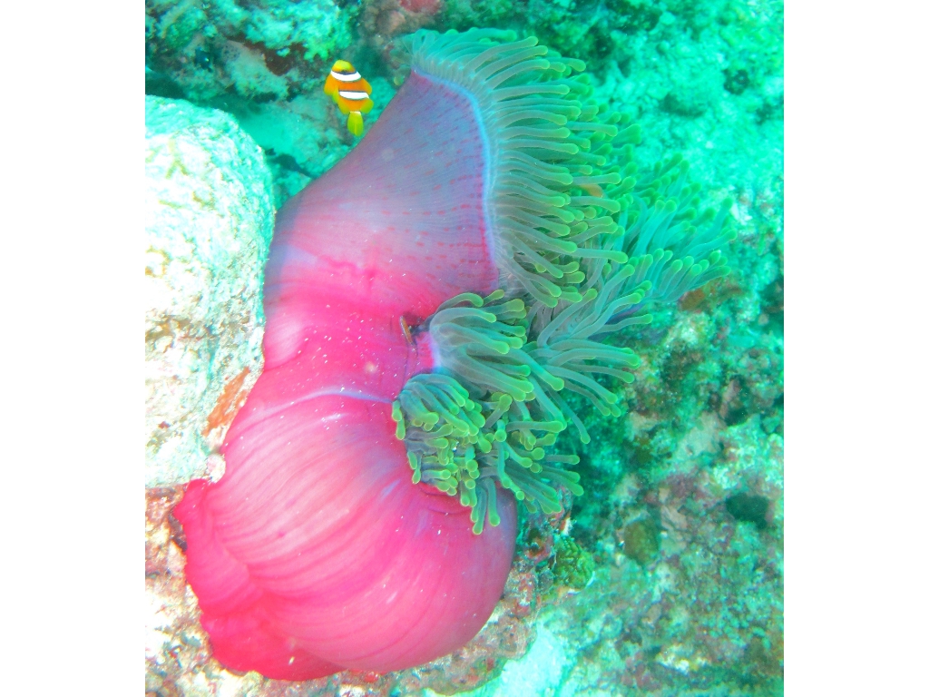 2013 Maldives Dives Web-IMG_5153