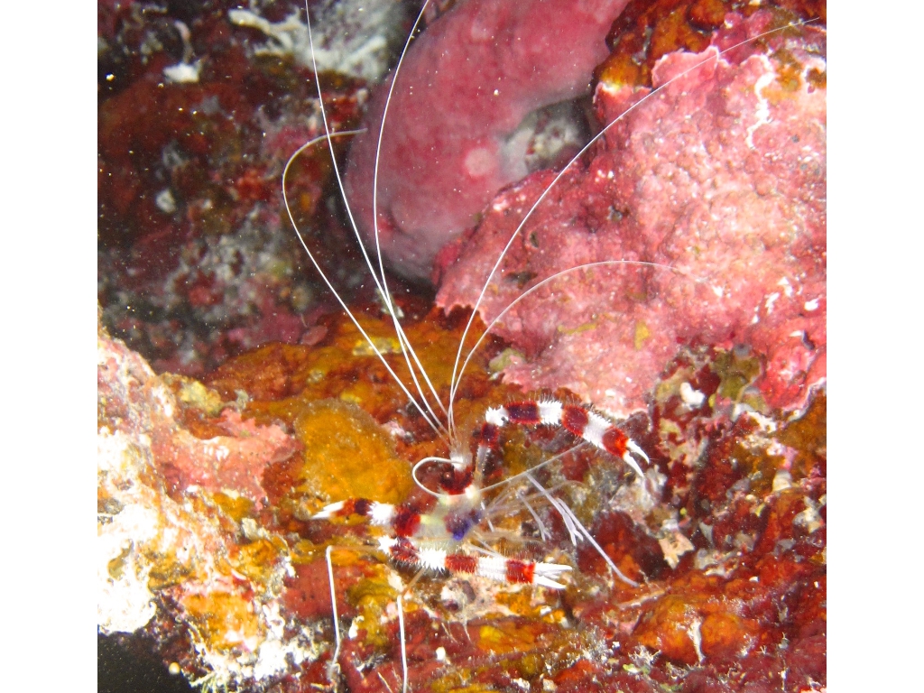 2013 Maldives Dives Web-IMG_5175 - Version 2