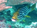2013 Maldives Dives Web-IMG_5387