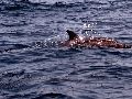 IMG_2518