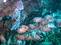 IMG_2867
