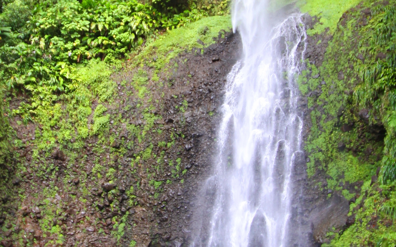 2010-Jan-Dominica00107