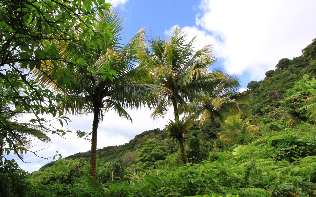 2010-Jan-Dominica00112