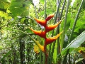 2010-Jan-Dominica00106