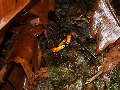 2010-Jan-Dominica00109